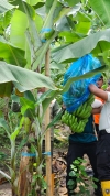 Tanah Subur Lebih Cepat Panen Pisang Cavendish, Pj Bahtiar Ajak Masyarakat Manfaatkan Potensi Untuk Mendukung Swasembda