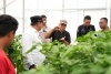 Kunjungi Smart Farming Katokkon Toraja, Pemprov Sulbar Kepincut Kembangkan Cabe Katokkon Khas Sulbar