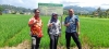 Dinas TPHP Sulbar Lakukan Kegiatan Display 10 Varietas Padi Unggul di Kalukku Barat