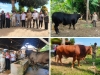Pemprov Sulbar Seleksi Sapi Unggul untuk Kurban Presiden RI