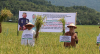 Gubernur Sulbar Dan  Ketua TP PKK Sulbar, Ny.Hj.Andi Ruskati Ali Baal Acara Panen Perdana Padi Sawah dan launching dryer di Polman