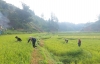 UPTD BPTPH Eksplorasi Agens Hayati di Pertanaman Padi dan Jagung di Empat Kabupaten, Guna Hasilkan APH Spesifik Lokasi