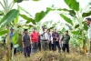 Serius Industrikan Pisang Kepo di Sulbar, Pj Bahtiar Boyong OPD nya Studi Lapang Pisang di Tanralili Maros