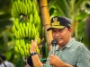 Siap Siap,Kembangkan Pisang Celavendish,Pj Bahtiar Ajak OPD Sulbar ke Lahan Pisang Cavendish Di Bone yang Siap Ekspor