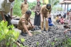 Tinjau Pembibitan Mangrove, Akmal: Edukasi Siswa Mencintai Lingkungan