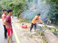 BPBD Mateng Evakuasi Pohon Tumbang di Jalan Trans Sulawesi, Masyarakat Diminta Tetap Waspada Saat Melintas di Area Terdampak